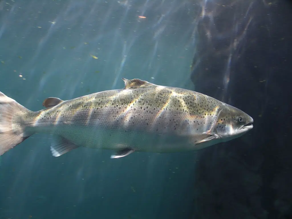 New Executive Director for Atlantic Salmon Conservation Foundation