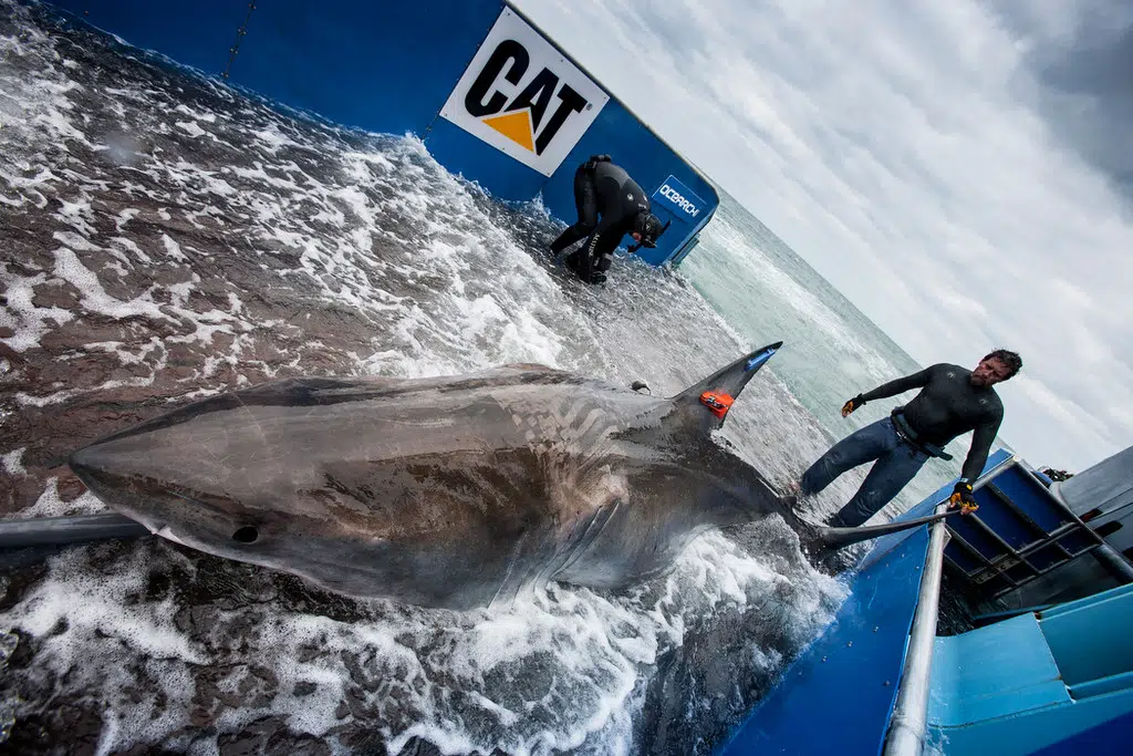 OCEARCH UPDATE - Expedition Atlantic Canada 2022 Cancelled