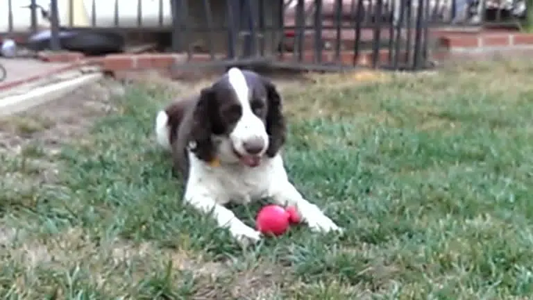 Boy inhales 2024 dog toy