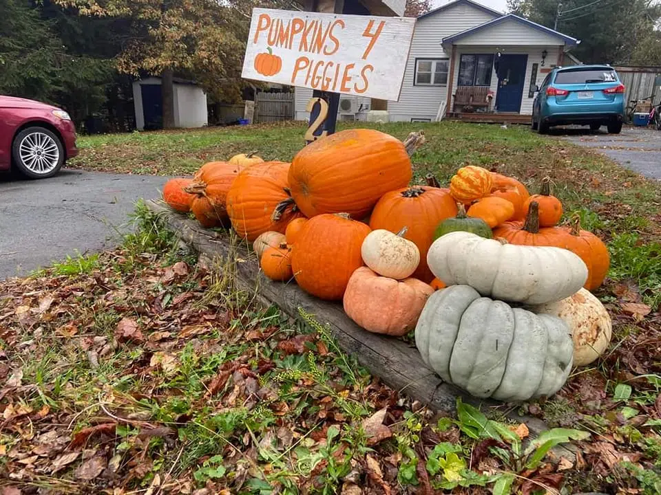 Upcycle That Pumpkin Into Feed