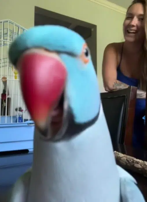 Dartmouth's 'Kiwi' Is A Popular Bird