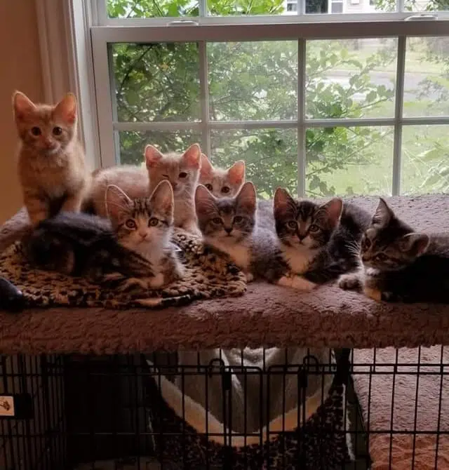 Local Cat Rescue Will Gladly Regift For You