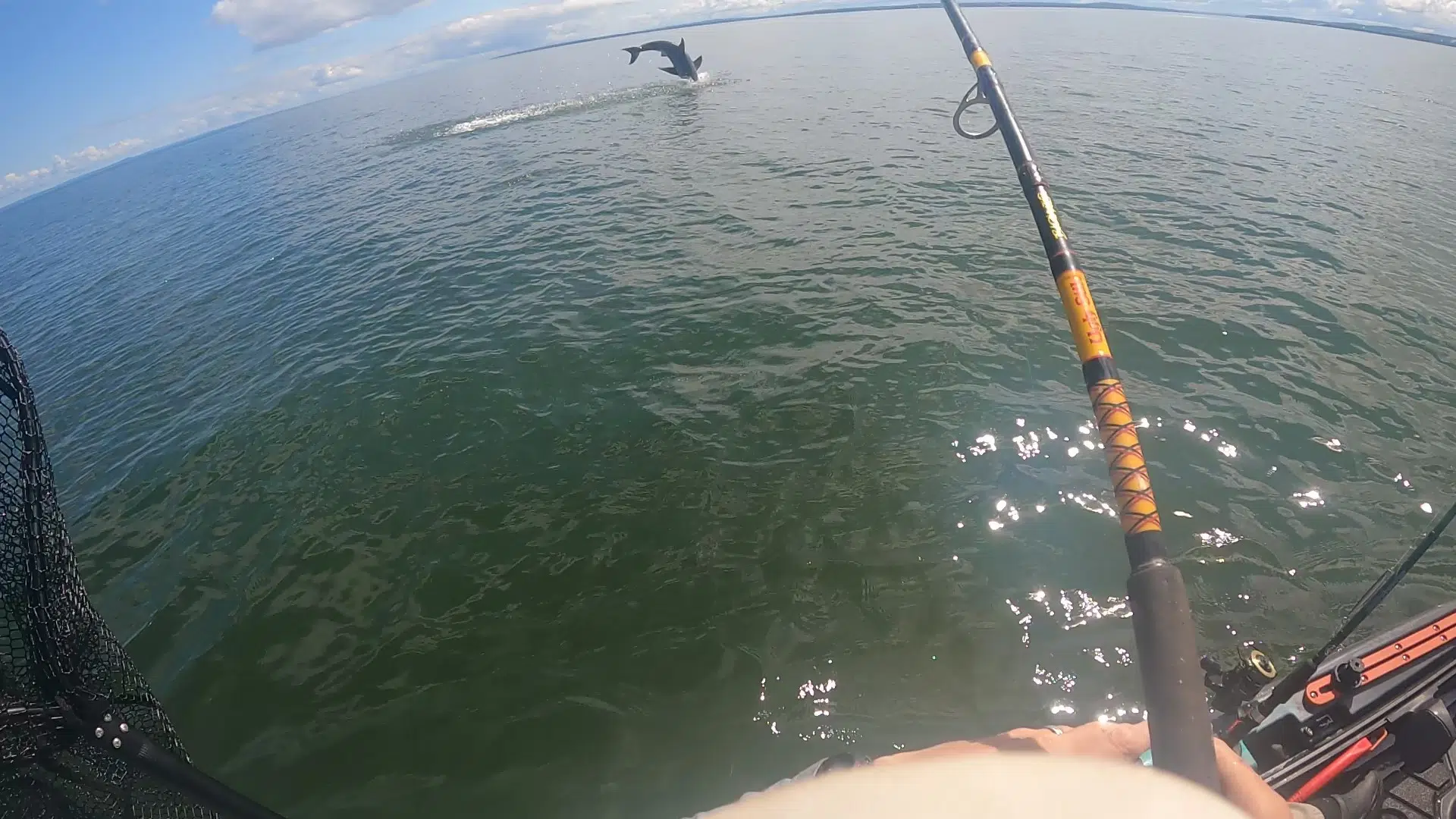 Guy Catches Great White From A Kayak In The Minas Basin