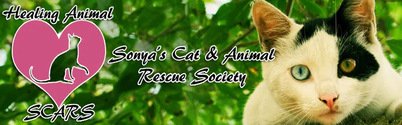 Healing Animal S.C.A.R.S. Online Auction