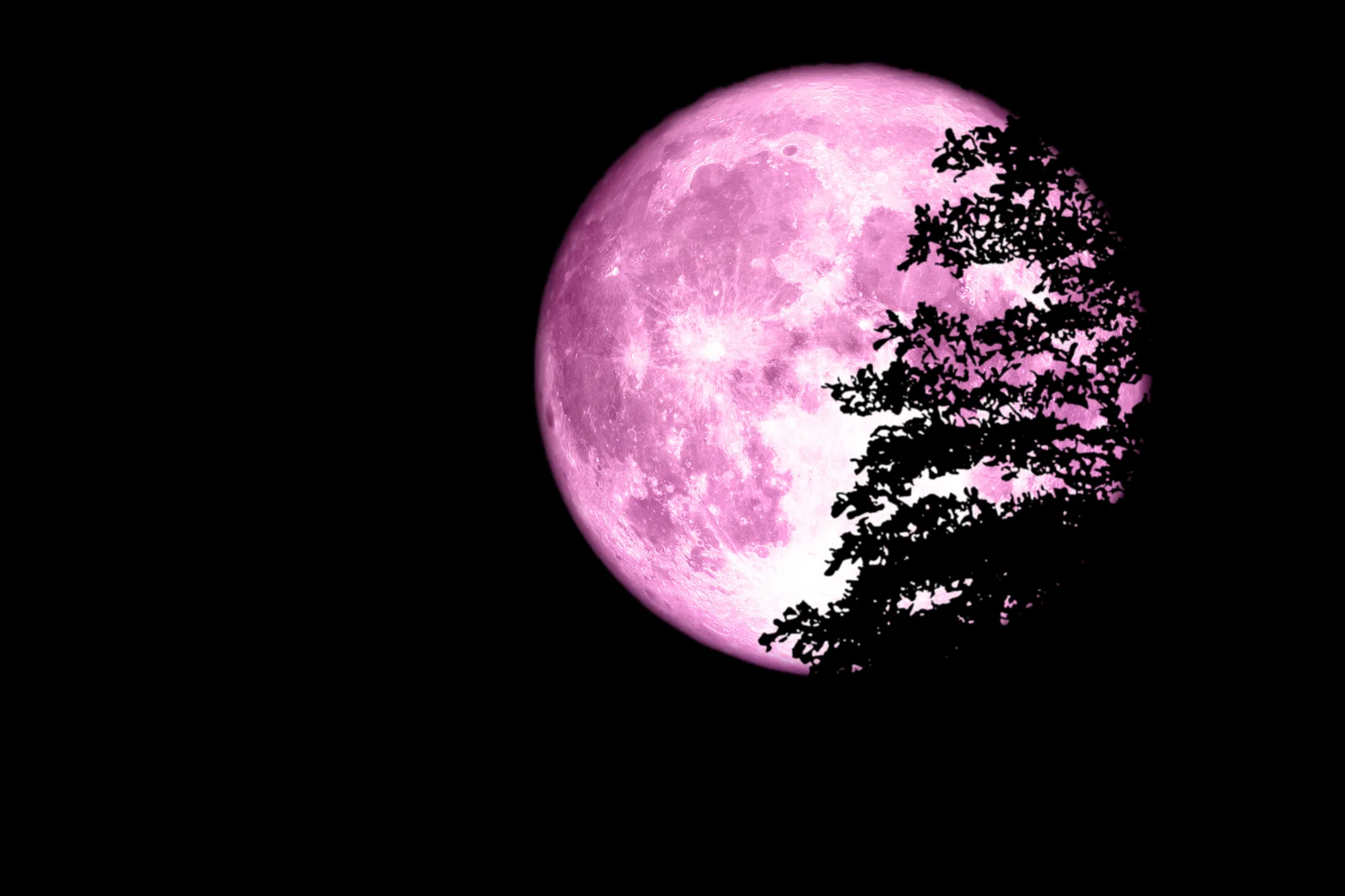 Full Pink Moon will be visible from Halifax tonight