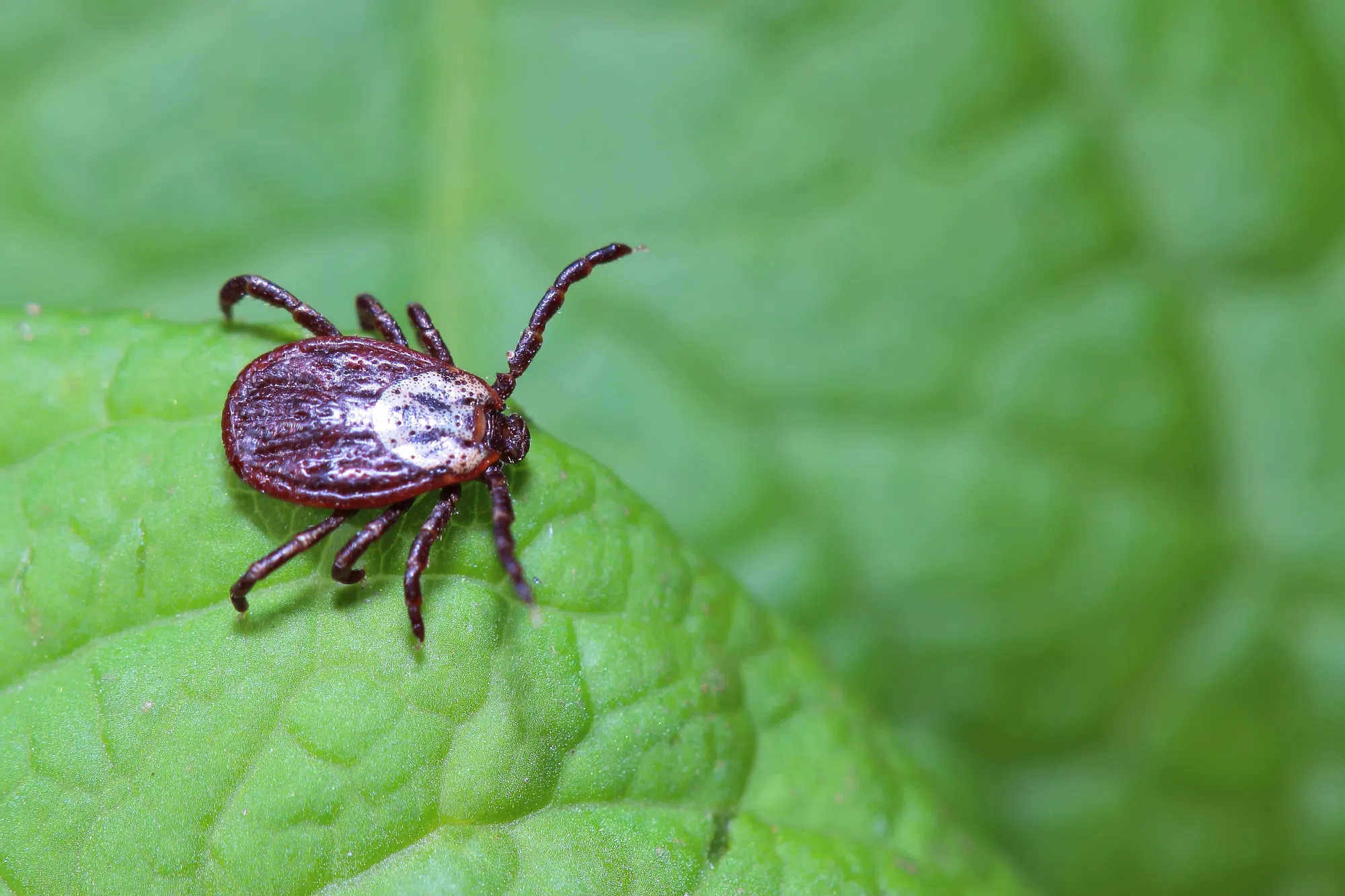 Growing tick season increases risk of disease