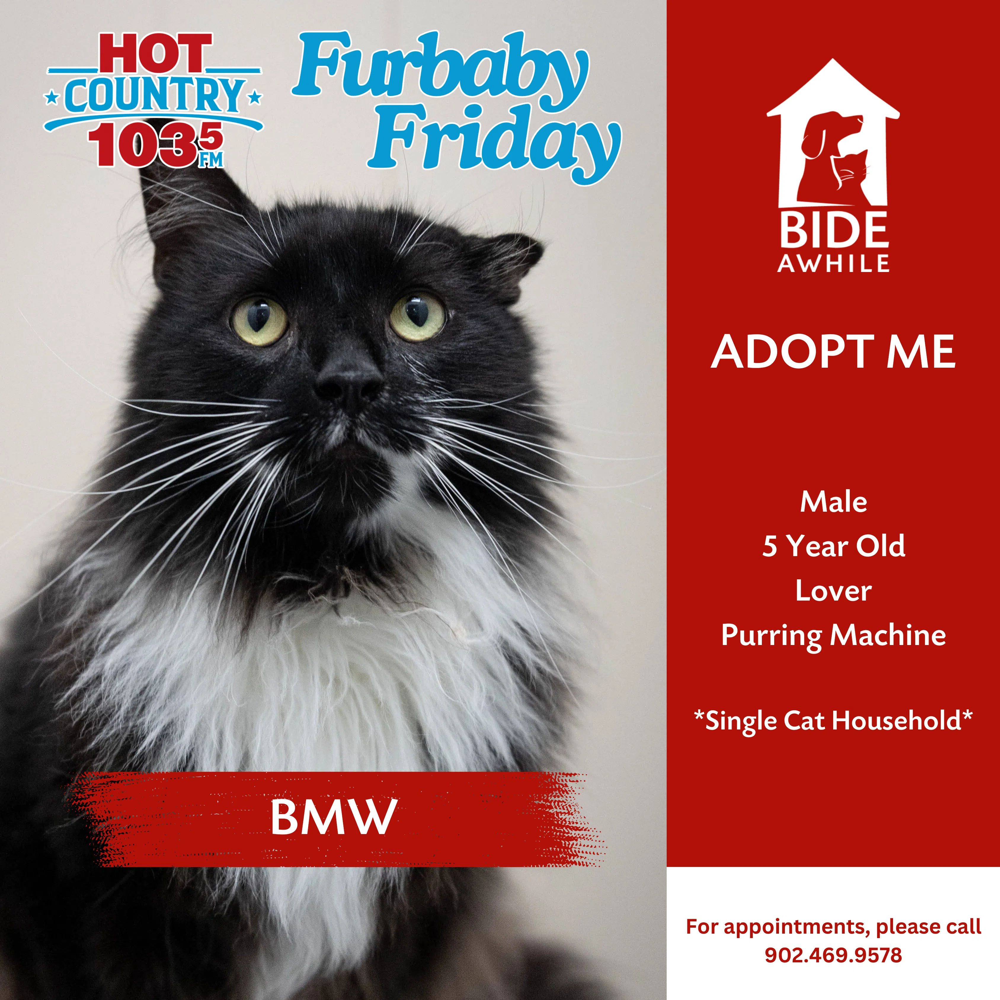 Furbaby Friday With Bide Awhile - Meet BMW