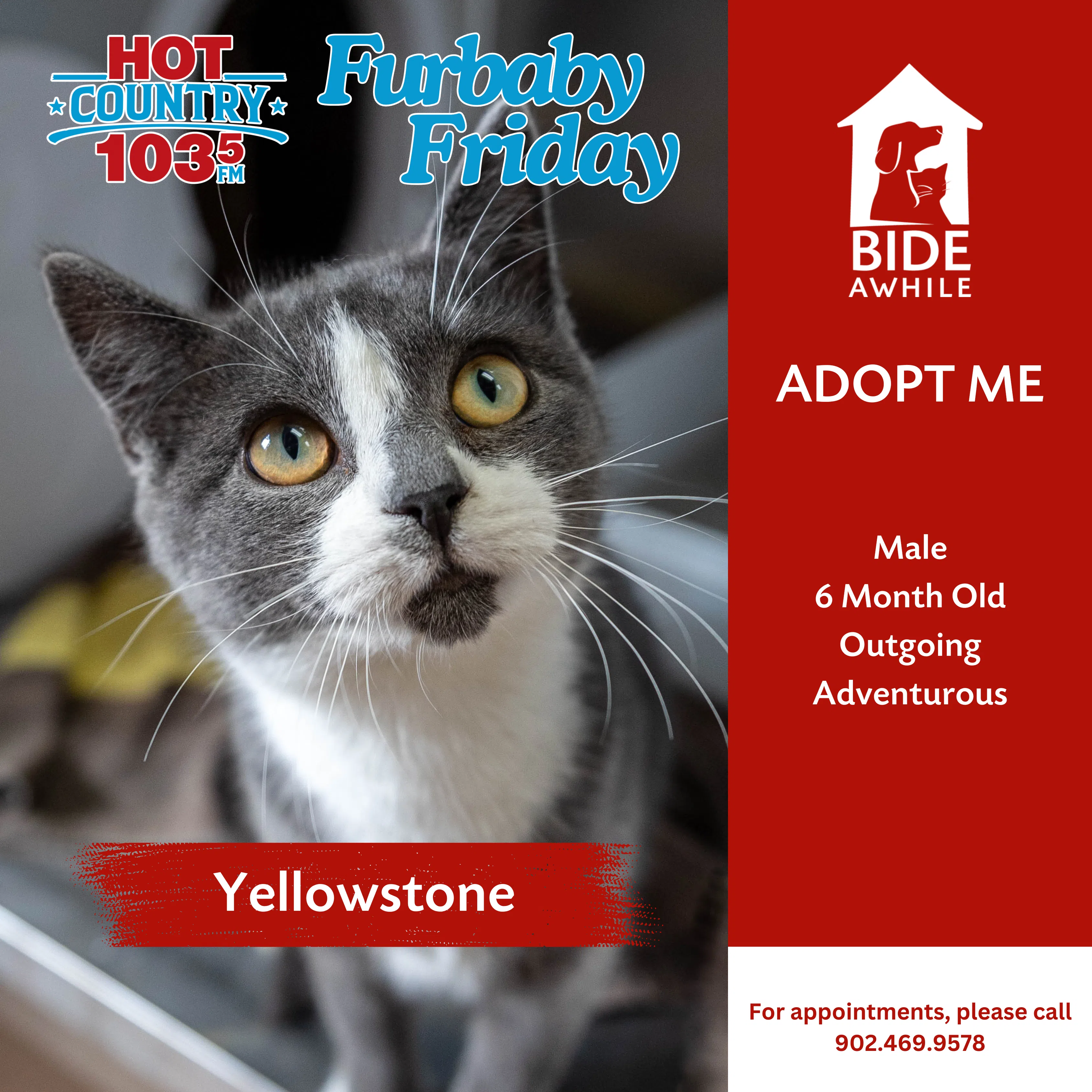 Furbaby Friday With Bide Awhile - Meet Yellowstone