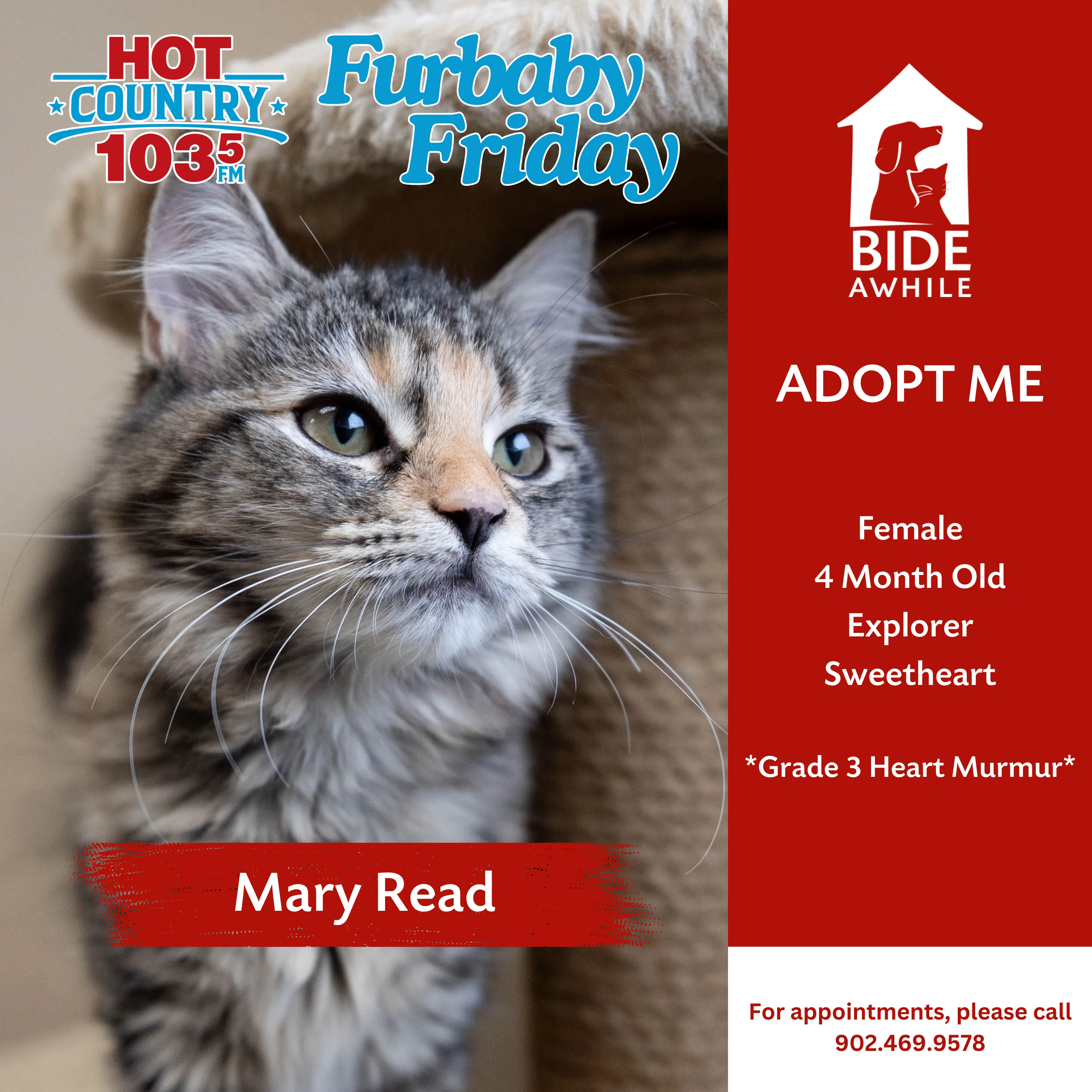 Furbaby Friday With Bide Awhile - Meet Mary Read