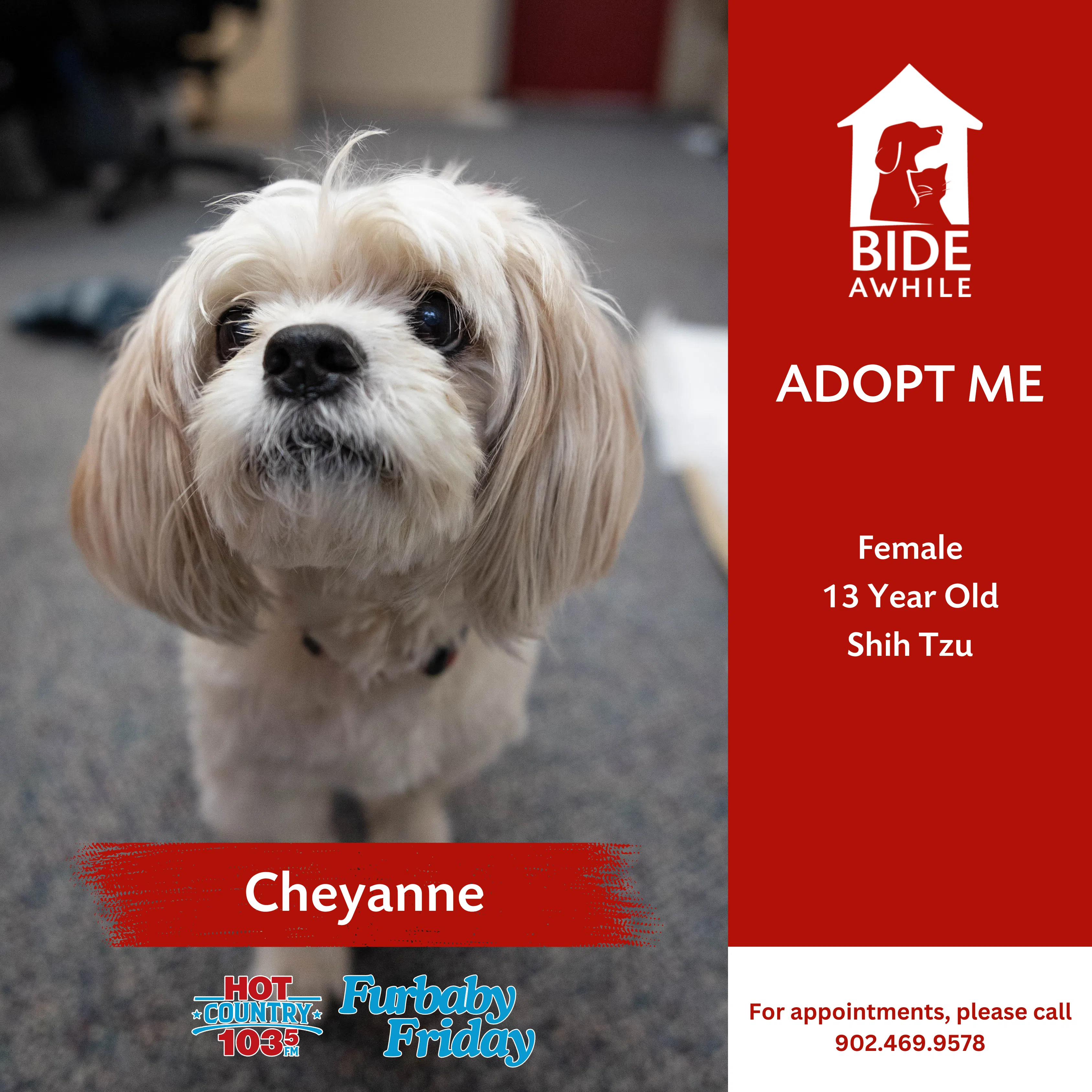 Furbaby Friday With Bide Awhile - Meet Cheyanne