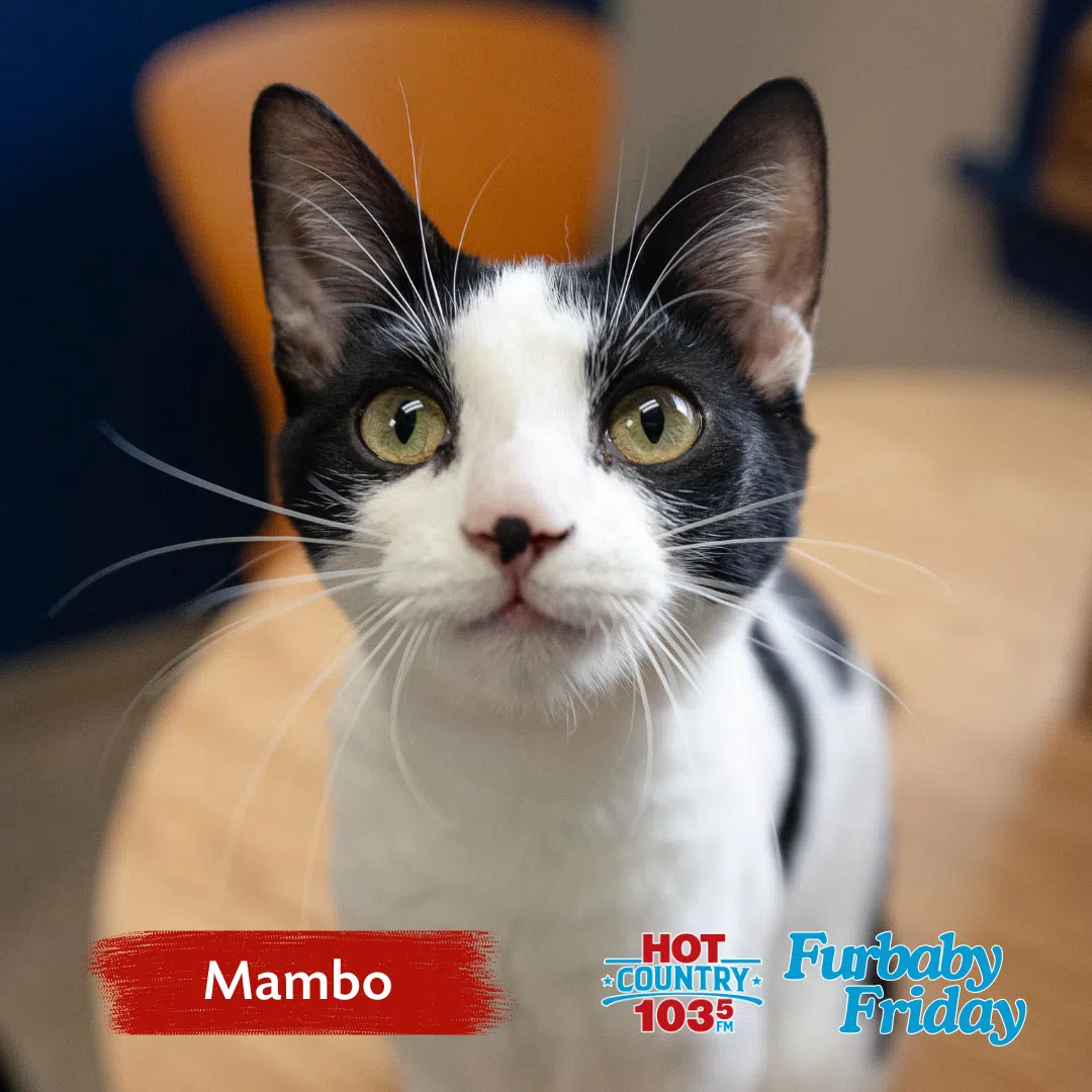 Furbaby Friday On A Thursday With Bide Awhile Here's Mambo