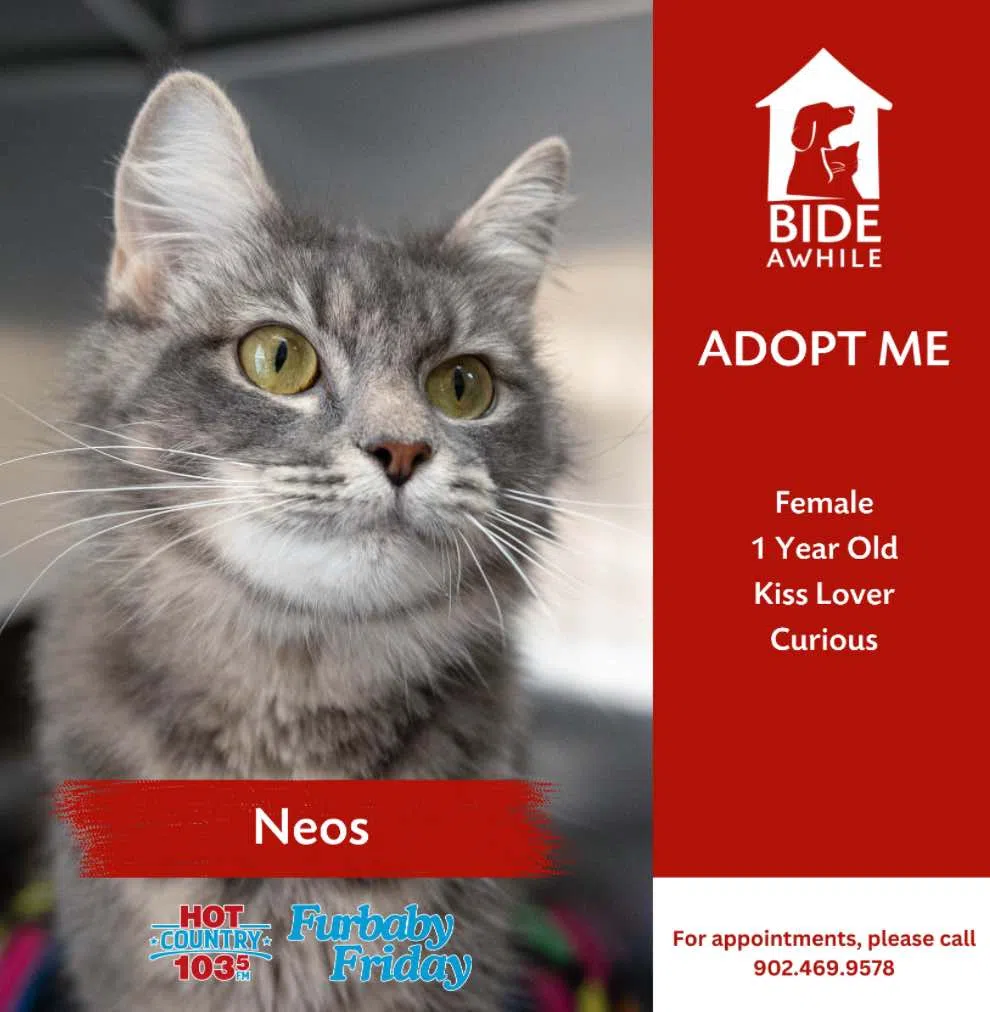 Furbaby Friday With Bide Awhile - Meet Neos