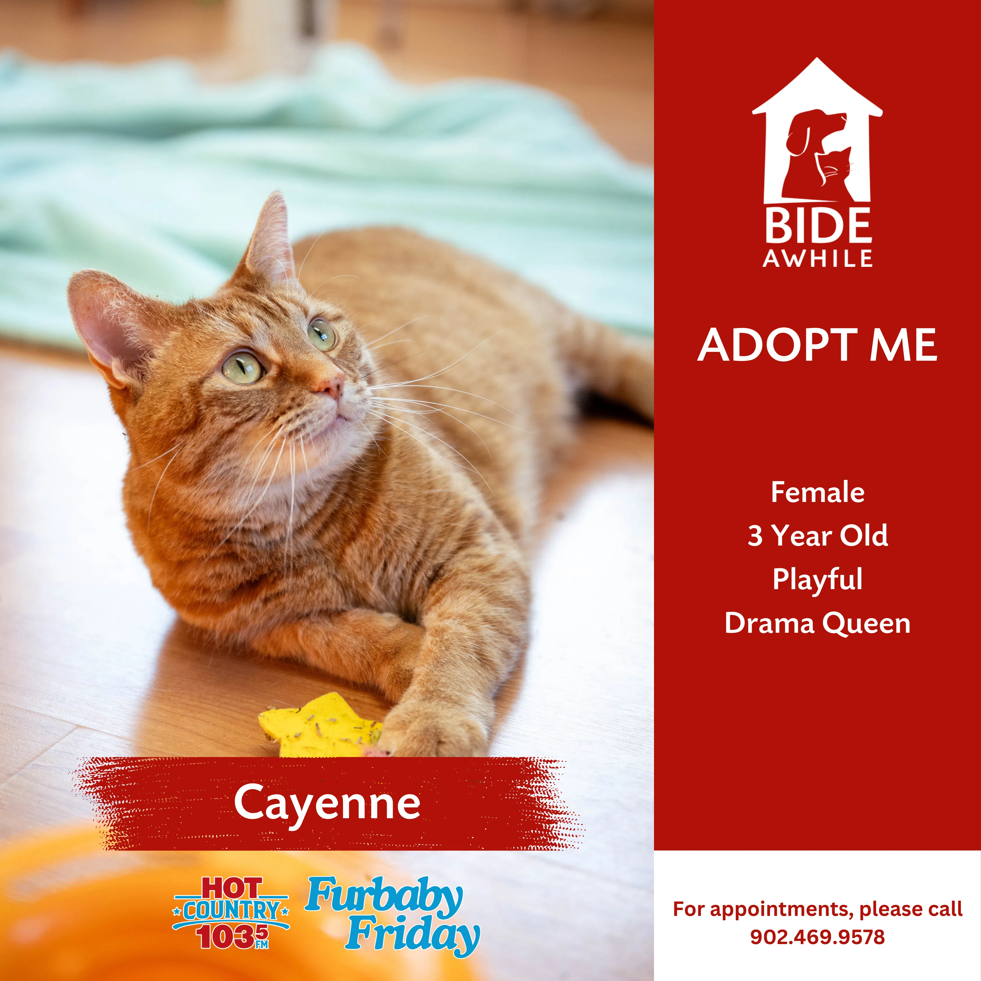 Furbaby Friday With Bide Awhile - Meet Cayenne