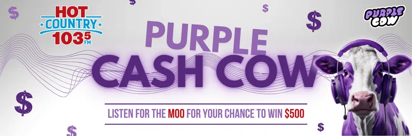 Purple Cash Cow