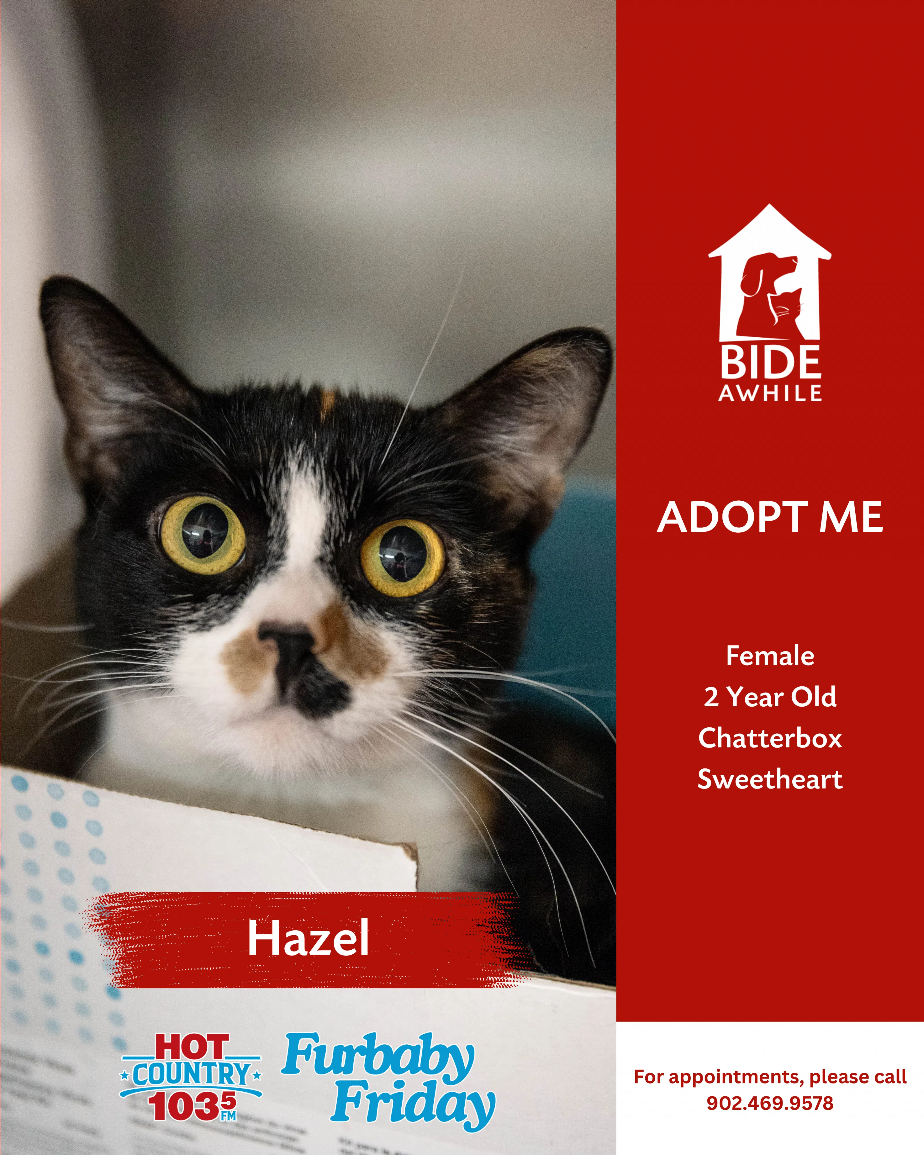 Furbaby Friday With Bide Awhile - Meet Hazel