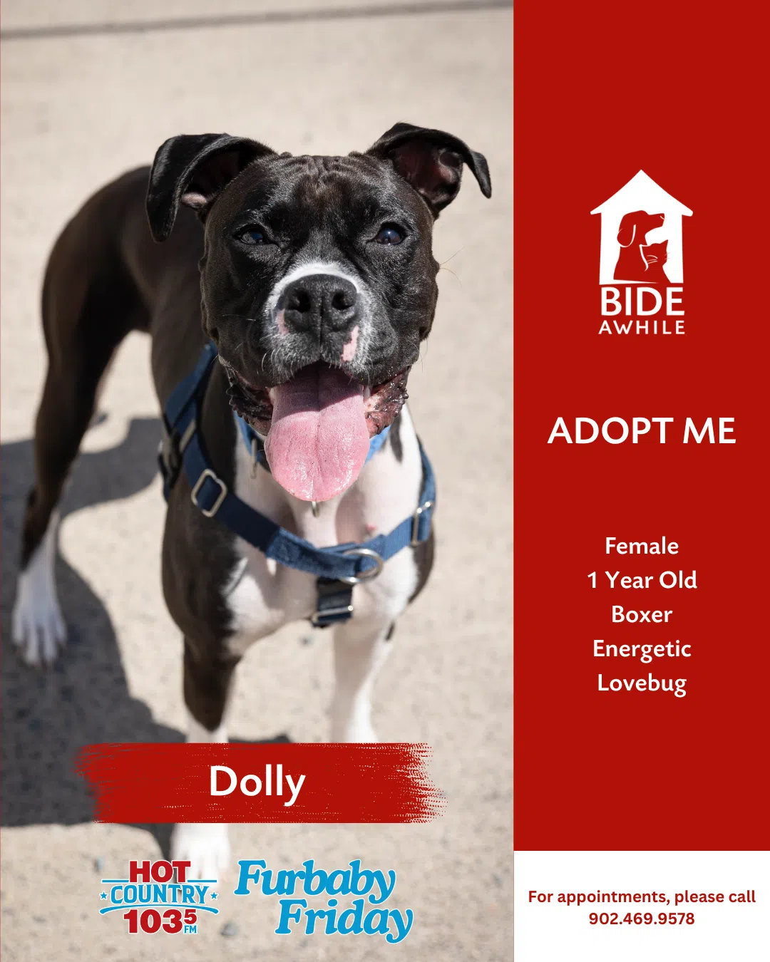 Furbaby Friday With Bide Awhile - Meet Dolly