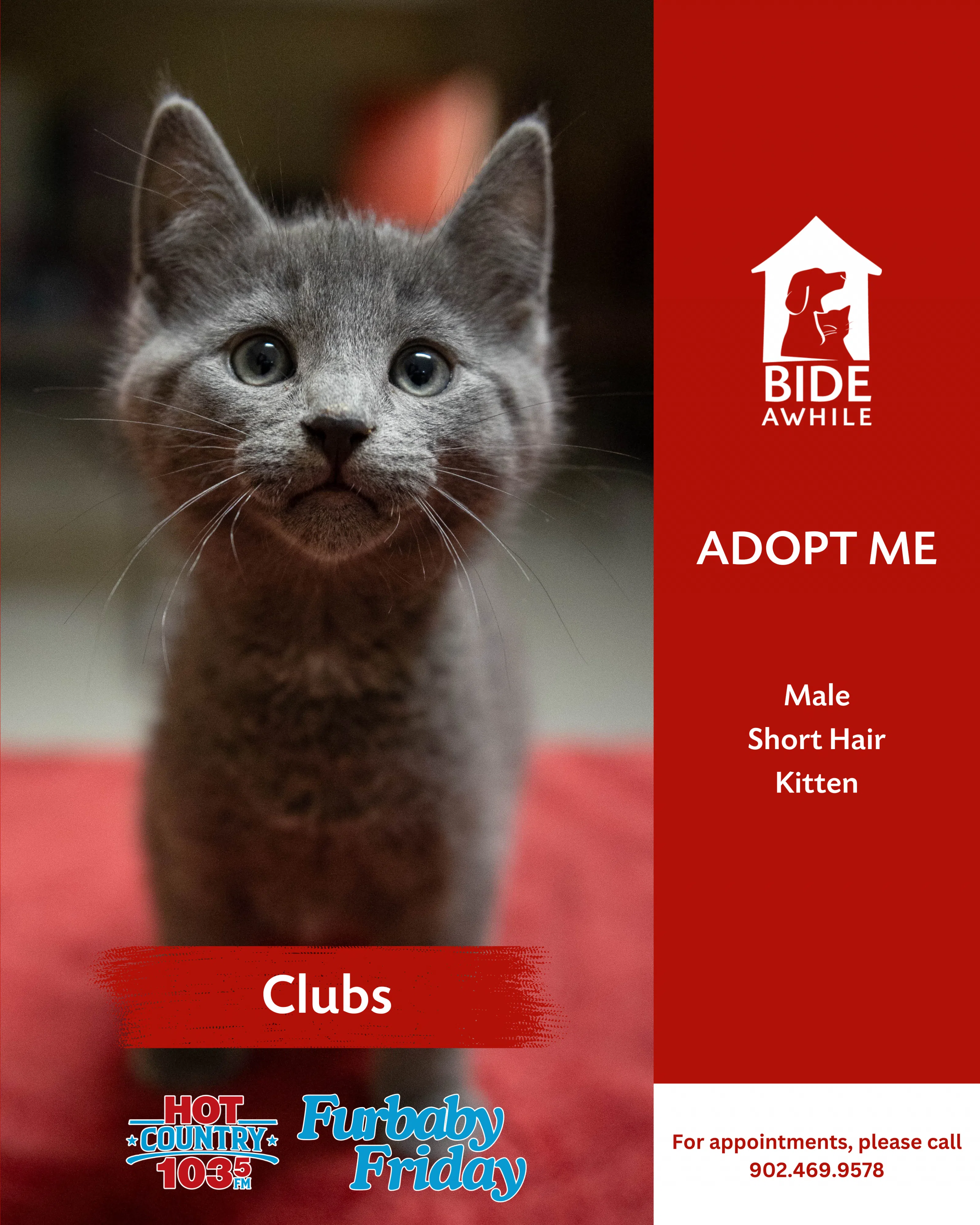 Furbaby Friday With Bide Awhile - Meet This Kitten Posse