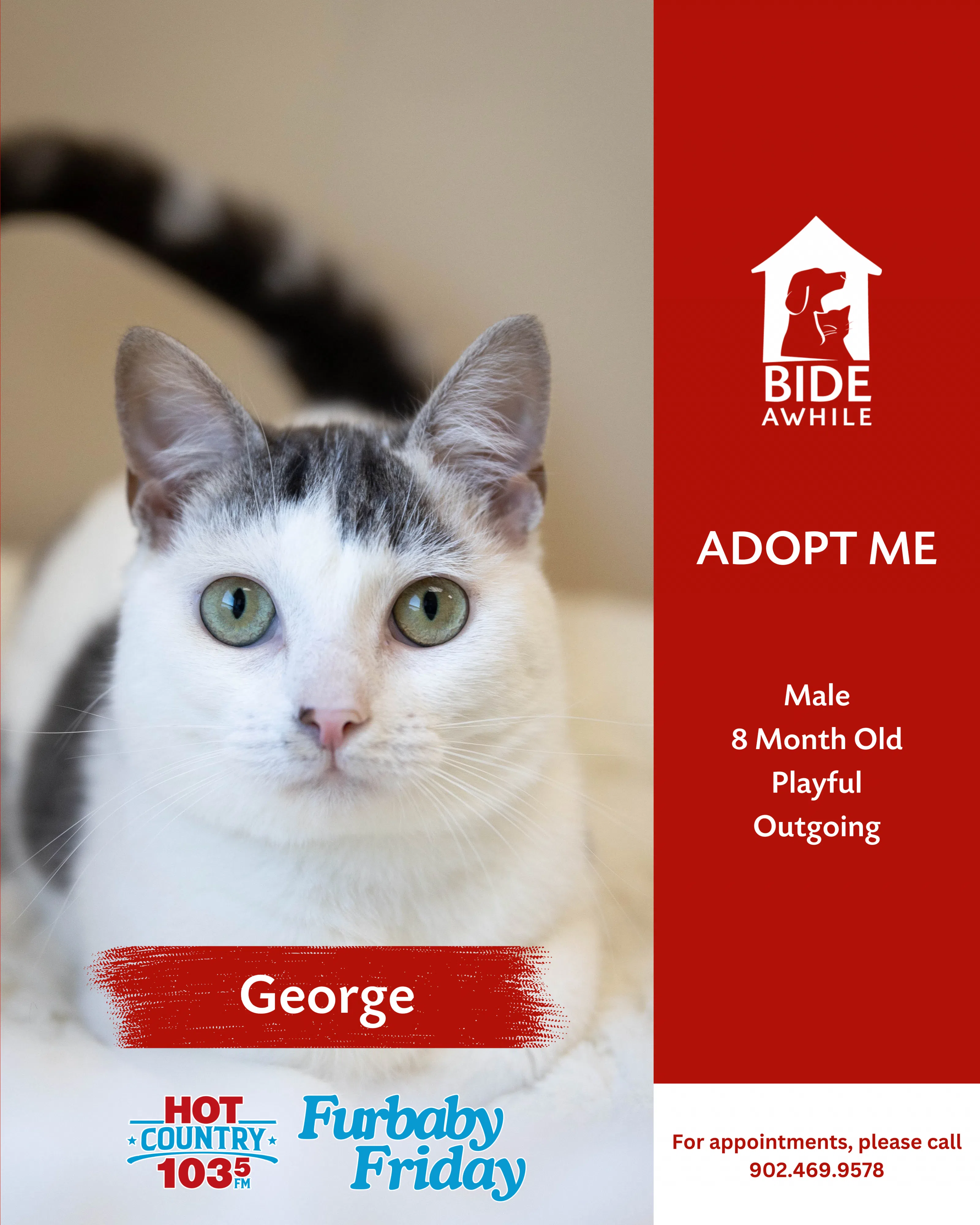 Furbaby Friday With Bide Awhile - Meet George