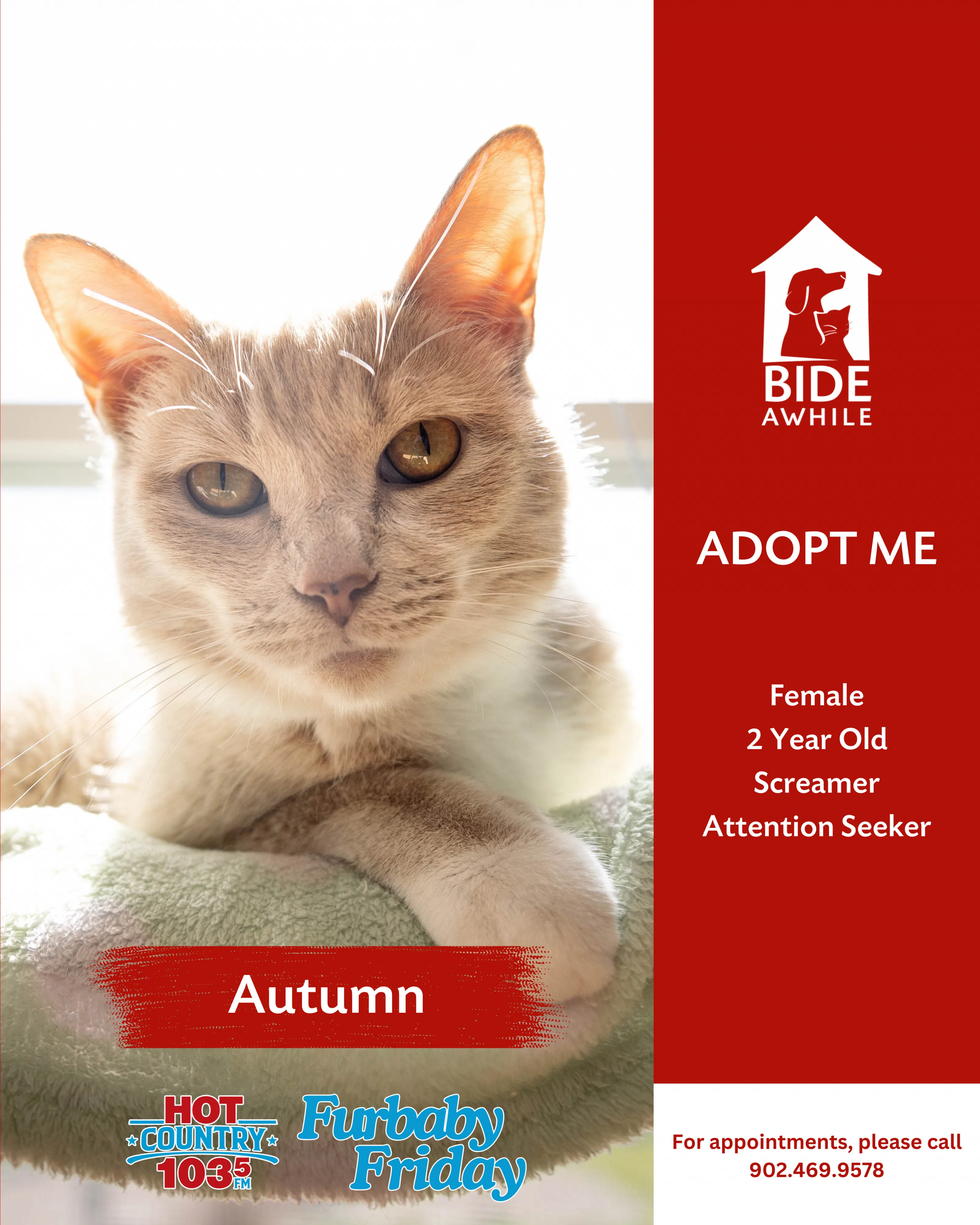 Furbaby Friday With Bide Awhile - Meet Autumn