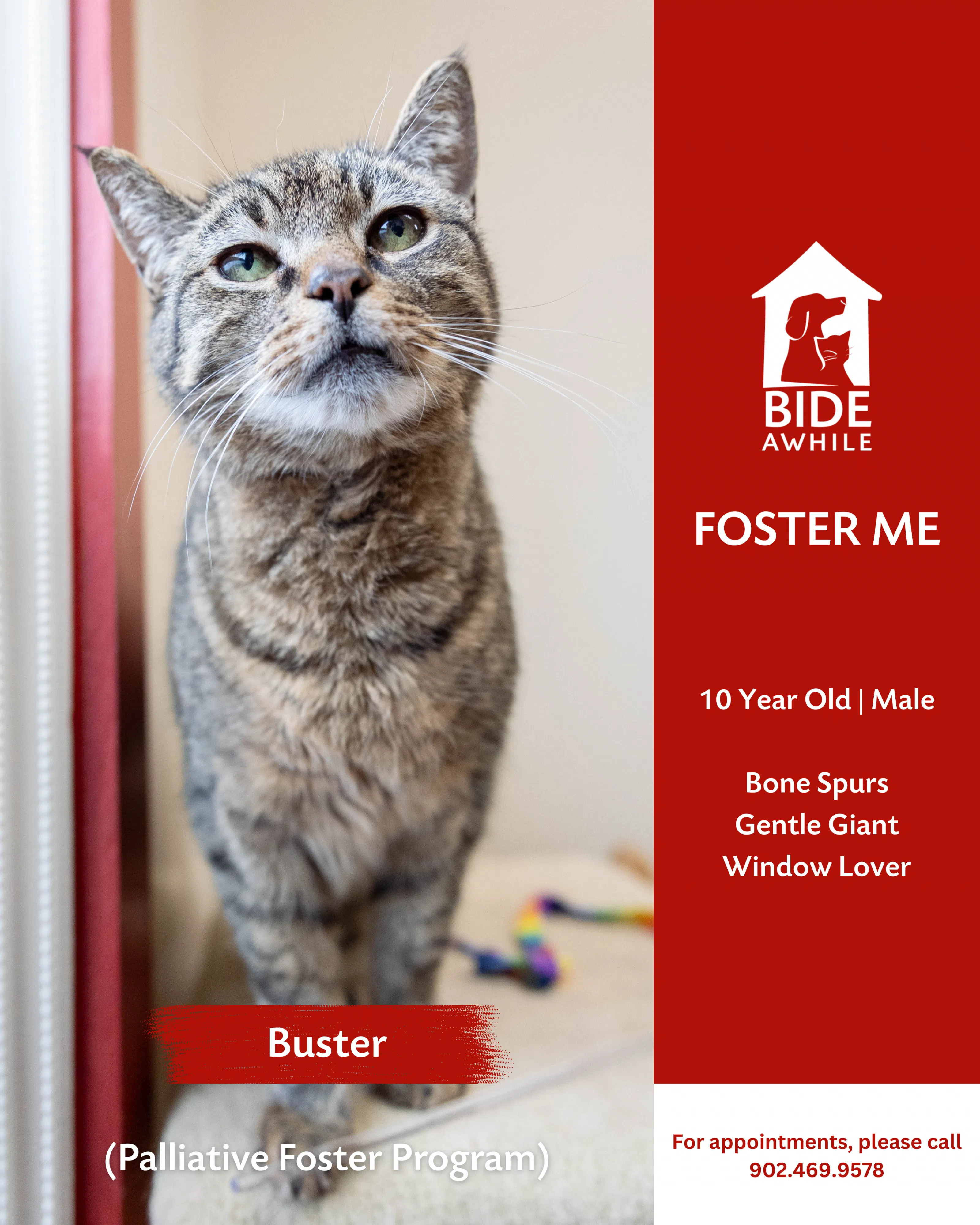 Furbaby Friday With Bide Awhile - Meet Buster
