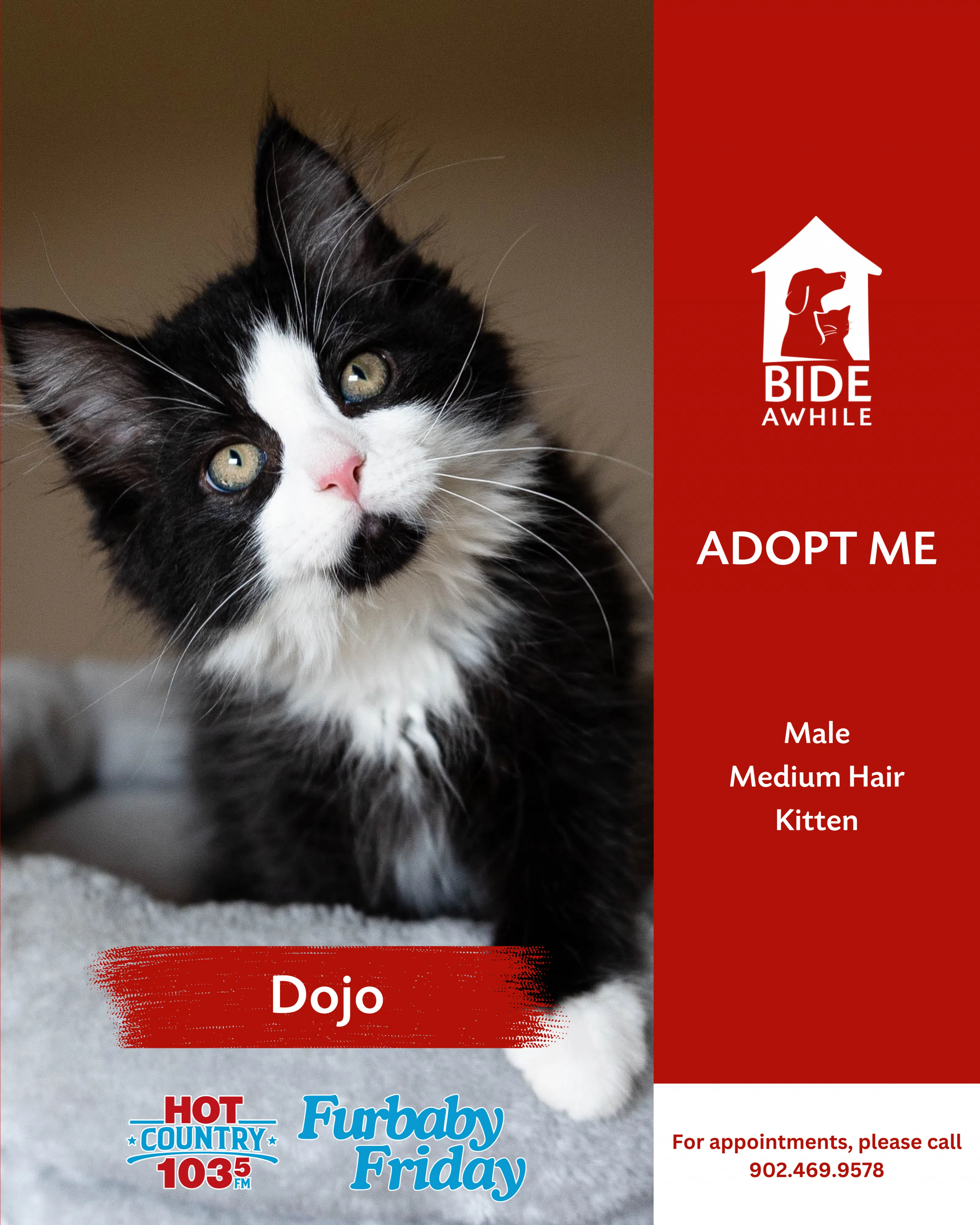 Furbaby Friday With Bide Awhile Animal Shelter - Meet Dojo