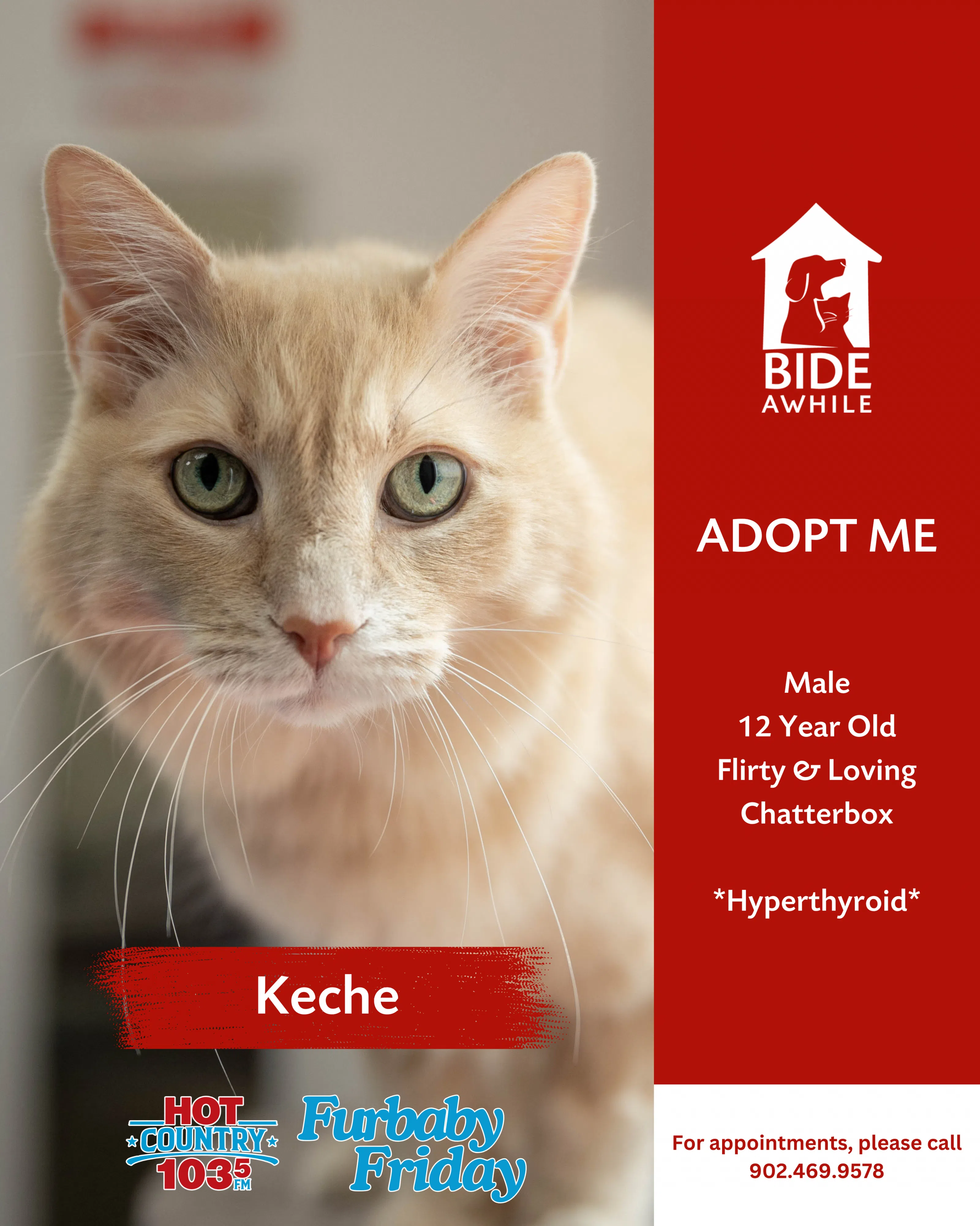 Furbaby Friday With Bide Awhile - Meet Keche