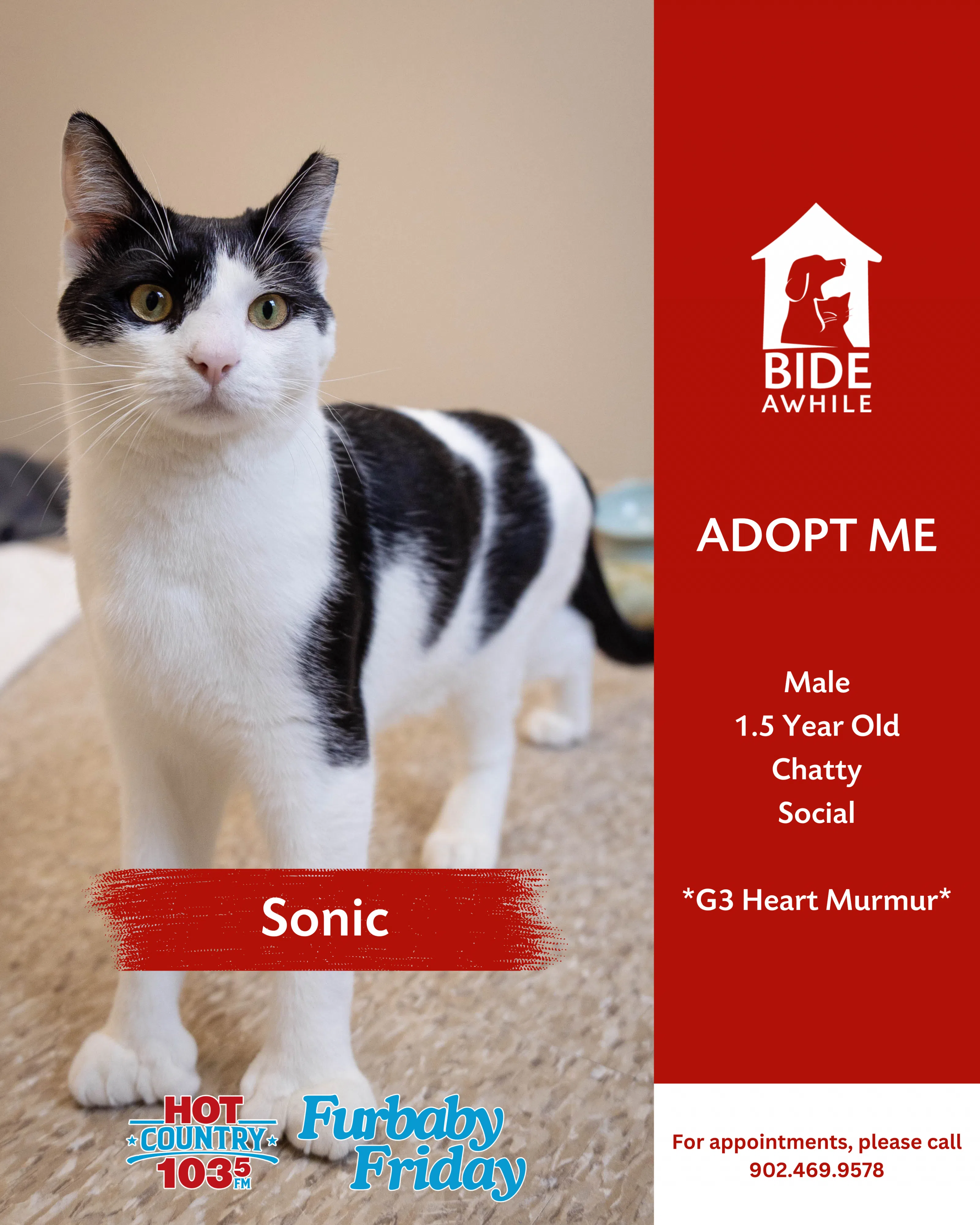 Furbaby Friday With Bide Awhile - Meet Sonic