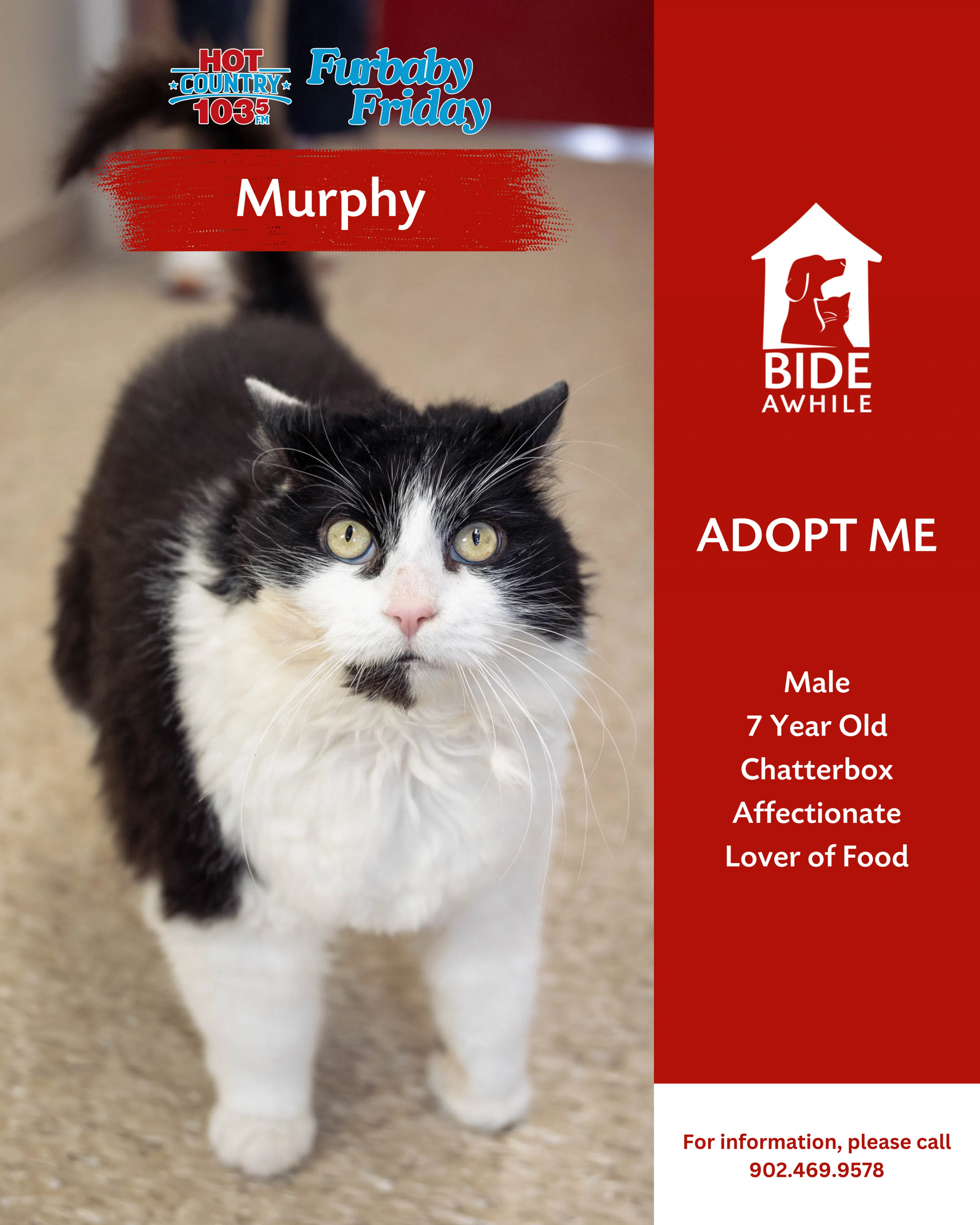 Furbaby Friday With Bide Awhile - Meet Murphy