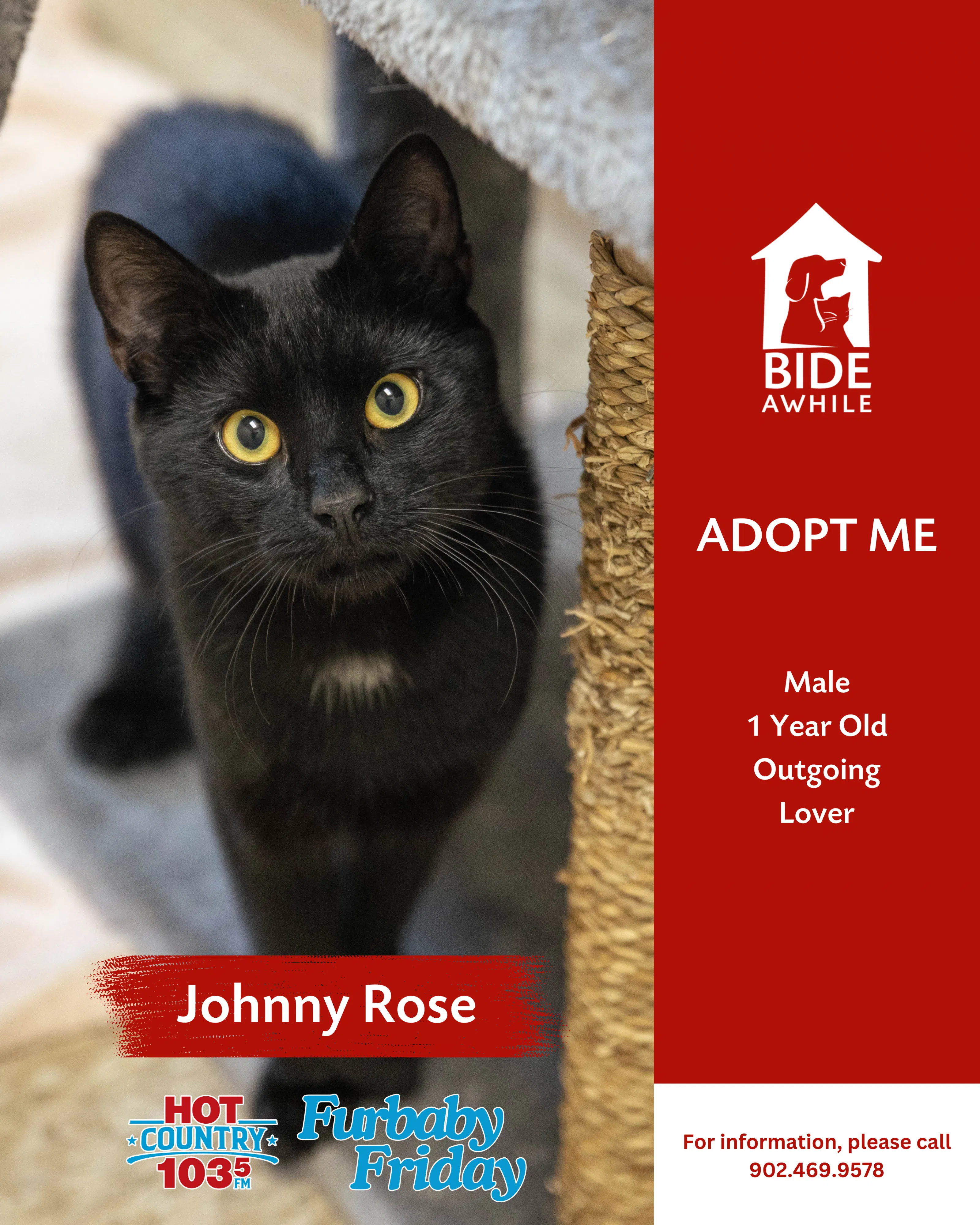 Furbaby Friday With Bide Awhile - Meet Johnny and Moira