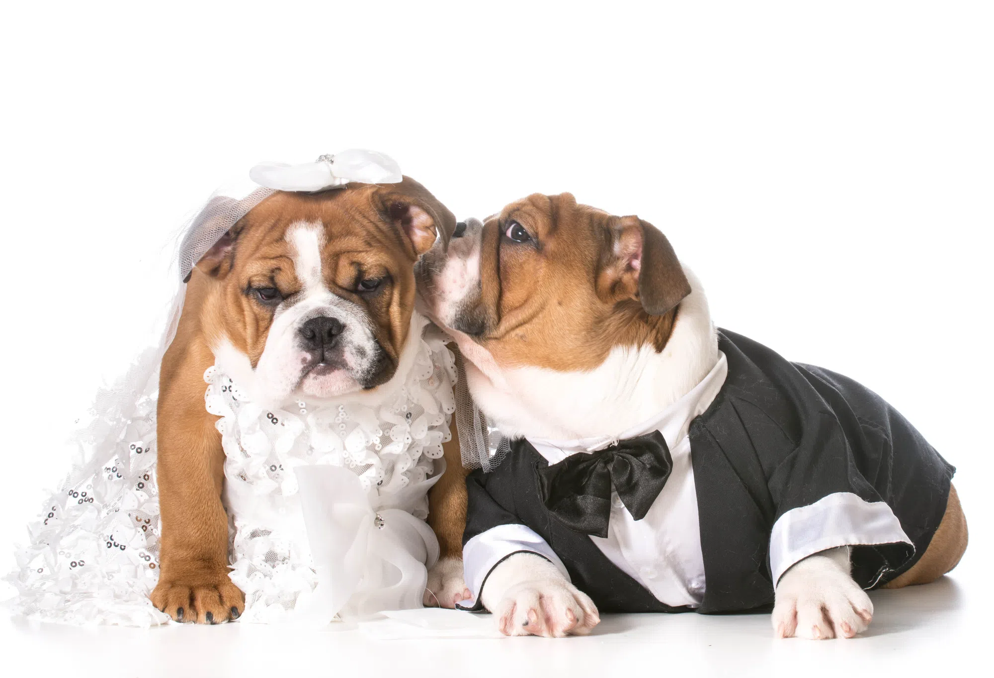 Halifax's FIRST Dog WEDDING!