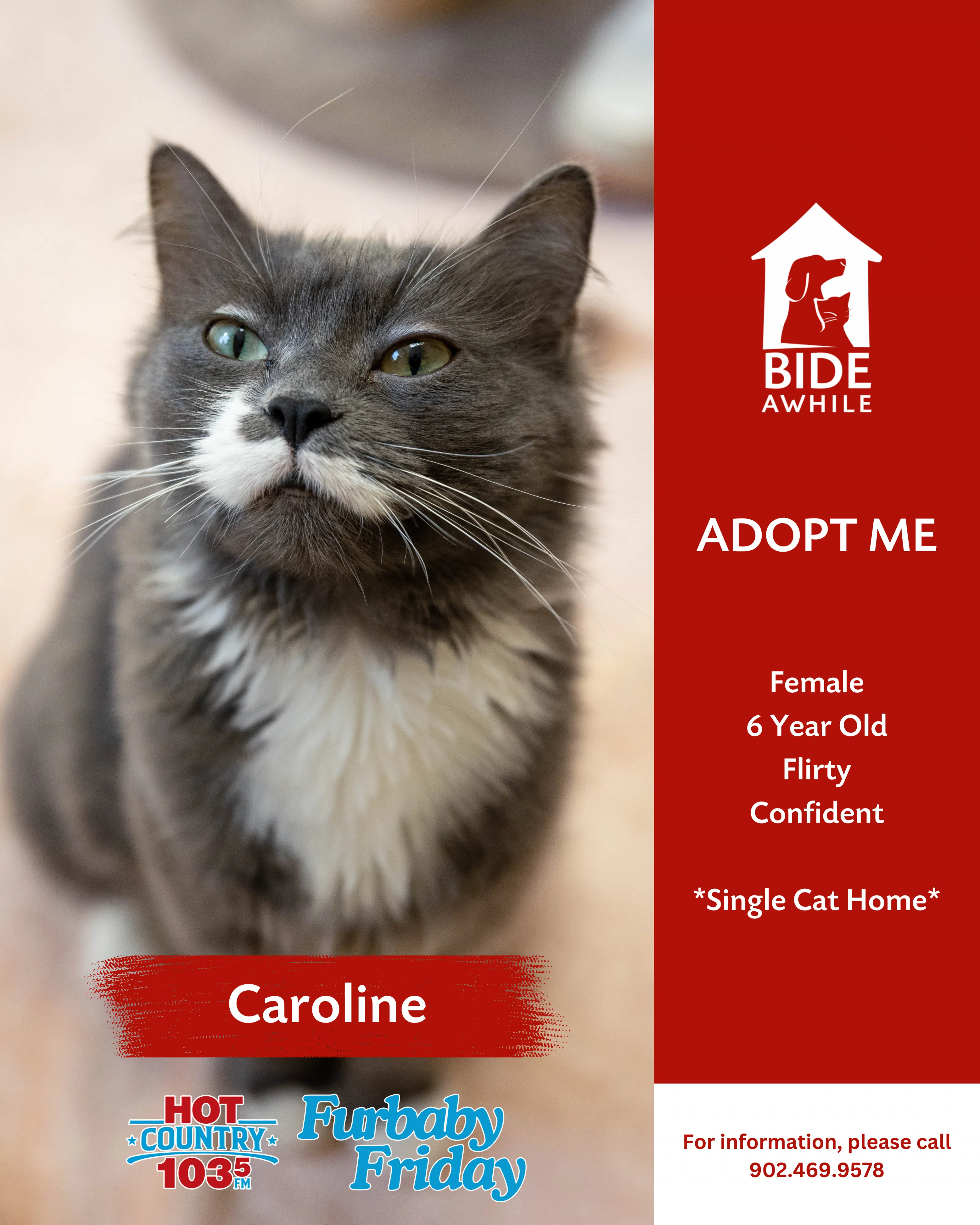 Furbaby Friday With Bide Awhile - Meet Caroline