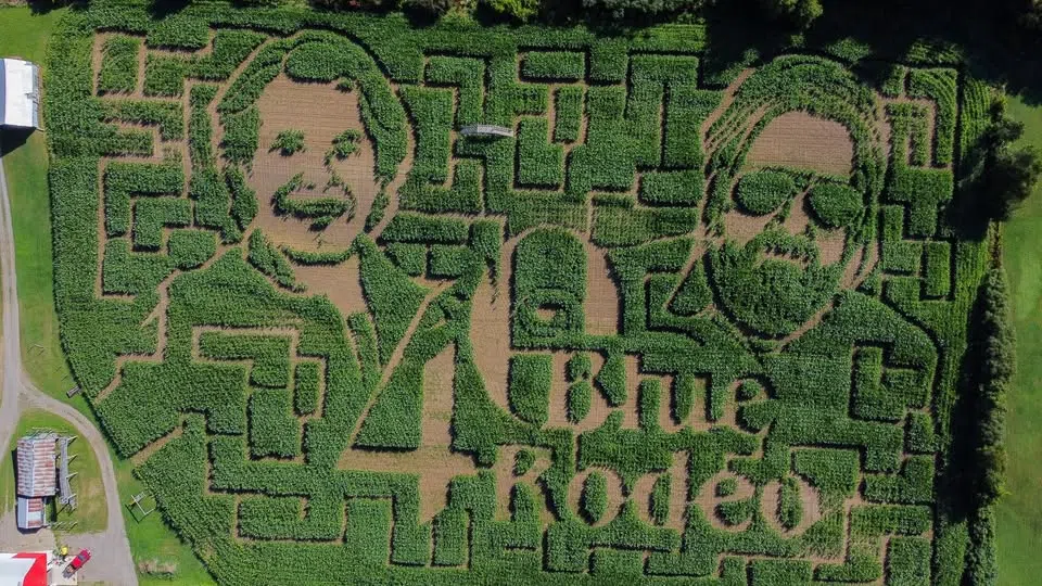 Maritime Farm Corn Maze Salutes Blue Rodeo