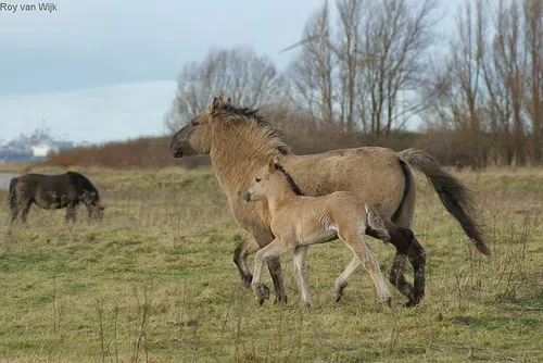 Six more horses taken into custody HSLA sees increase in Equine neglect