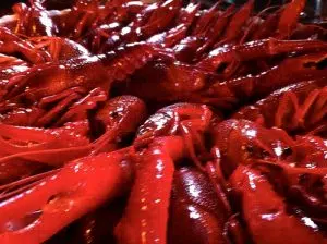 Morganza Spillway opening to impact crawfish production