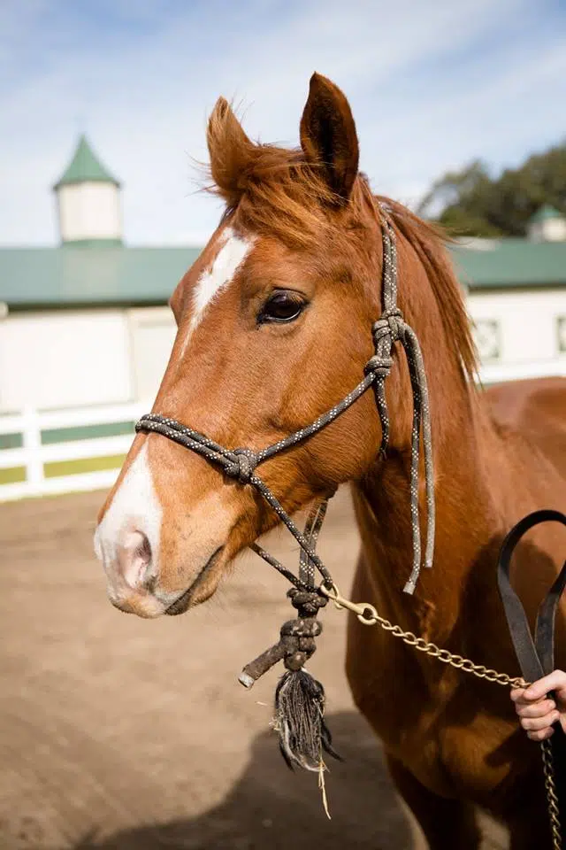 Marching Mardi Gras horses up for adoption 