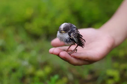 LDWF urges people not to attempt to help birds that appear to be in distress