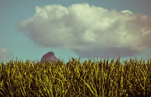 Snow possibly saved Louisiana sugarcane from freezing weather