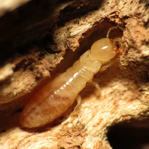 Termite season kicks off in Louisiana