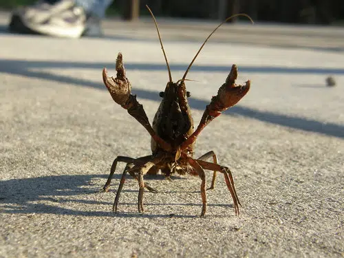 Preview of the 2025 South Louisiana crawfish season