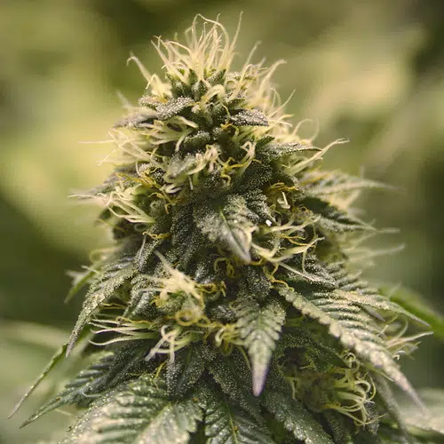 U.S. House passes marijuana decriminalization bill. What will this mean for Louisiana's legal cannabis business?