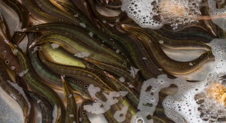 Invasive species of eel found in New Orleans bayou