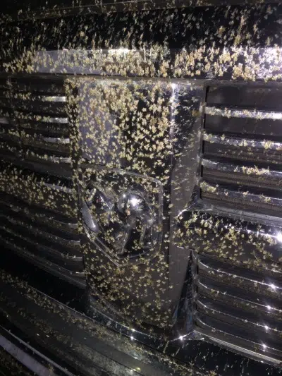 Bug swarms a nuisance for drivers traveling over Lake Pontchartrain