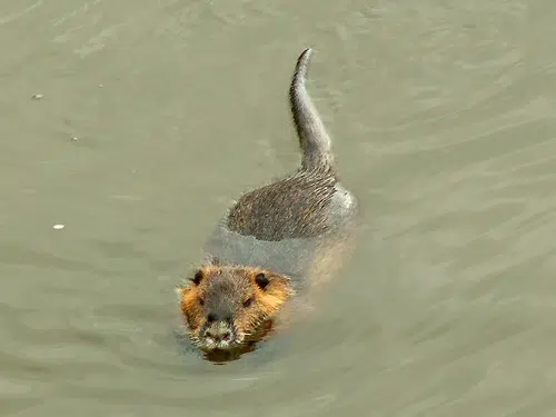 Nutria bounty increases to $6 per tail