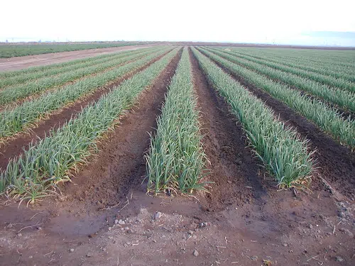 LSU Ag Center says sugar cane crop should recover from the hard freezes