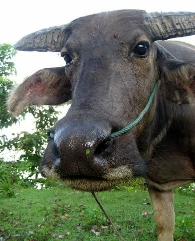 Four arrested for hunting Asian Water Buffalo