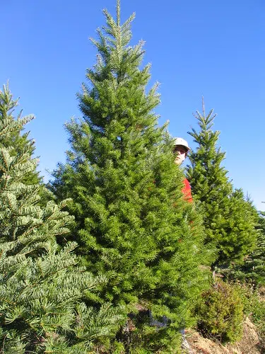 Christmas tree farmers expects prices to remain steady the rest of the season