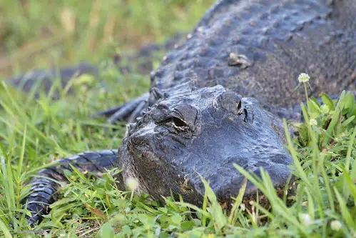 Louisiana to file suit against California's law banning sales of alligator products