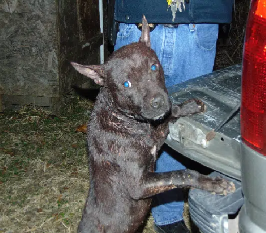 Dog fighting arrests in Donaldsonville