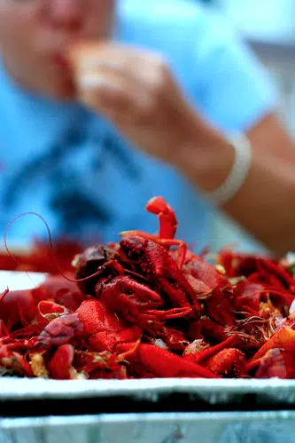 Crawfish prices down 50-cents this week