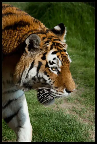 Reports: live tiger, not Mike VII, to take the field before LSU game vs. Alabama